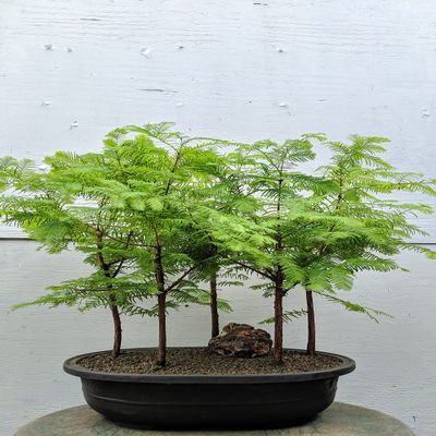 5 Tree Redwood Forest Bonsai Tree