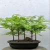 5 Tree Redwood Forest Bonsai Tree view 1