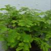 5 Tree Redwood Forest Bonsai Tree view 2