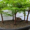 5 Tree Redwood Forest Bonsai Tree view 3