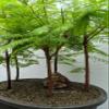 5 Tree Redwood Forest Bonsai Tree view 4