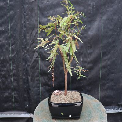 Bald Cypress Bonsai Tree