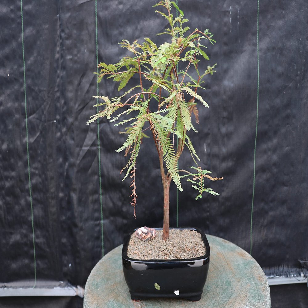 Bald Cypress Bonsai Tree