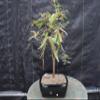 Bald Cypress Bonsai Tree view 1