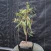 Bald Cypress Bonsai Tree view 2