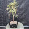 Bald Cypress Bonsai Tree view 3