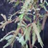 Bald Cypress Bonsai Tree view 4
