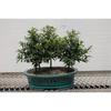 Flowering Brush Cherry Bonsai Tree Forest view 1