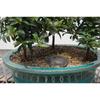 Flowering Brush Cherry Bonsai Tree Forest view 2