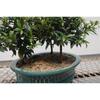 Flowering Brush Cherry Bonsai Tree Forest view 3