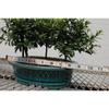 Flowering Brush Cherry Bonsai Tree Forest view 4