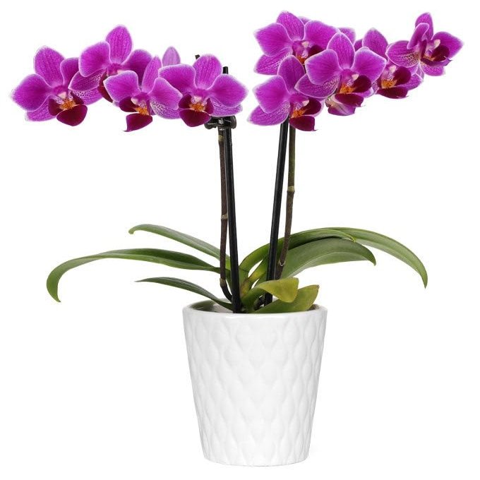 From You Flowers - Touch of Royalty Mini Orchid for Birthday, Anniversary, Get Well or Celebration