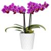 From You Flowers - Touch of Royalty Mini Orchid for Birthday, Anniversary, Get Well or Celebration view 1