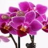 From You Flowers - Touch of Royalty Mini Orchid for Birthday, Anniversary, Get Well or Celebration view 2