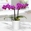 From You Flowers - Touch of Royalty Mini Orchid for Birthday, Anniversary, Get Well or Celebration view 3