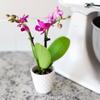 From You Flowers - Touch of Royalty Mini Orchid for Birthday, Anniversary, Get Well or Celebration view 4