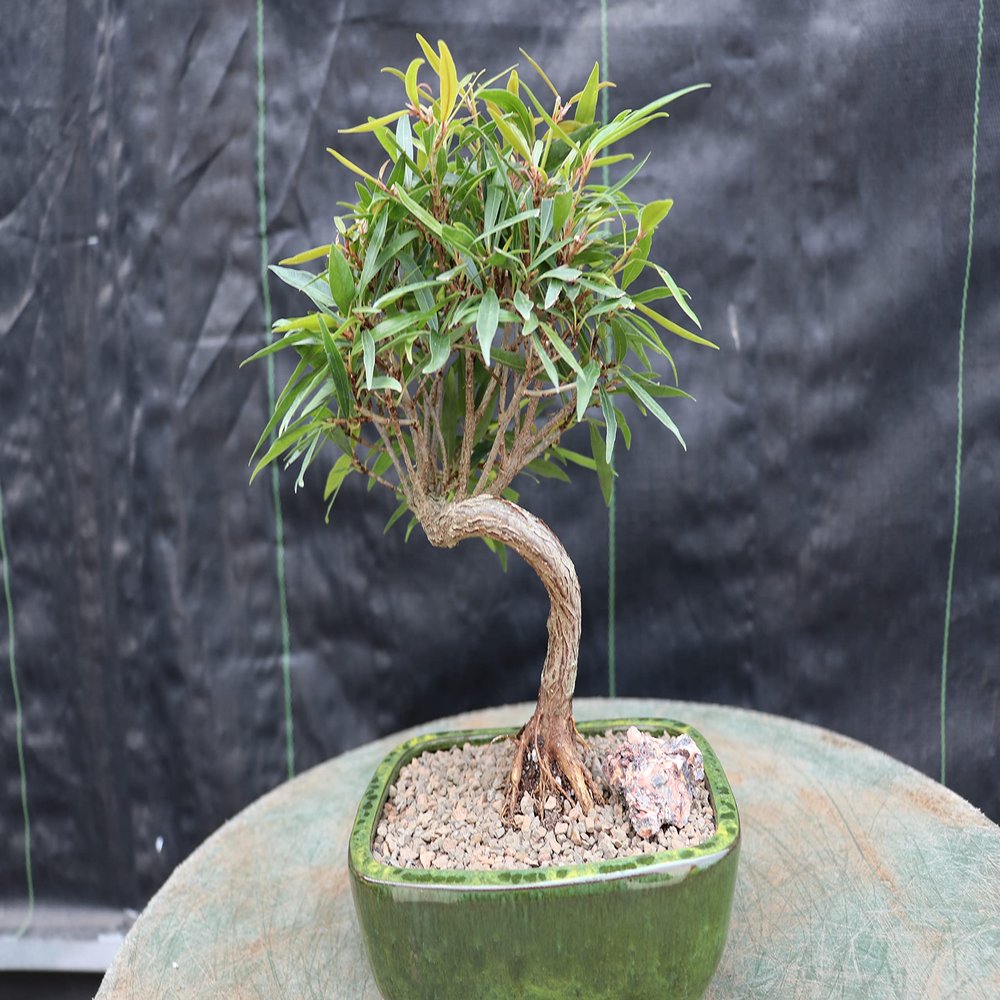 Podocarpus Bonsai Tree