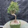 Podocarpus Bonsai Tree view 1