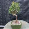 Podocarpus Bonsai Tree view 2