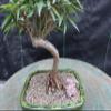Podocarpus Bonsai Tree view 3