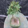 Podocarpus Bonsai Tree view 4