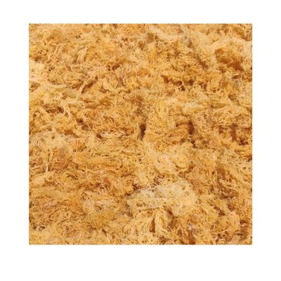 Wildcrafted Sea Moss | Gold - Purple - Green - Mixed | 100% Natural Irish Moss from St.Lucia | Mineral-Rich Superfood | 8oz Sun-Dried Moss | NO Preservatives NO Chemicals (Gold Bulk Seamoss, 5 lbs)