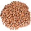 Anna and Sarah Large Oregon Hazelnuts in Shell, 5 Lbs view 1