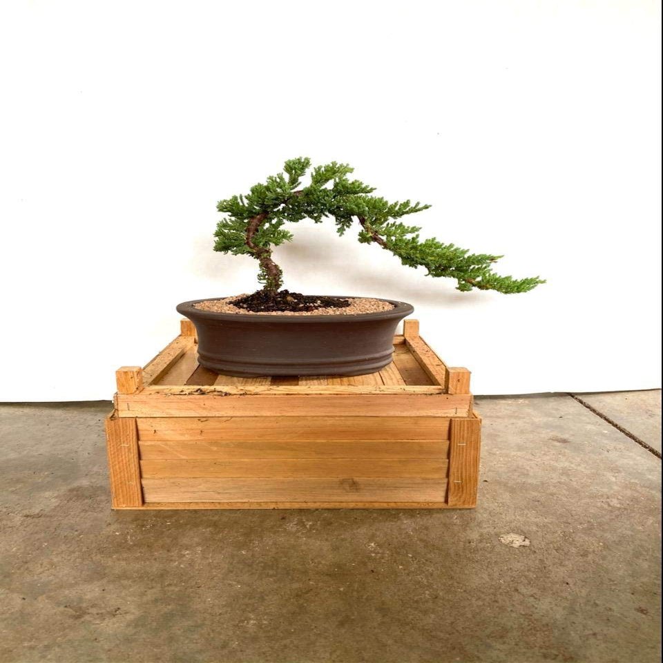 INDOORBONSAIANDEXOTICS Traditional Beginner Bonsai Tree