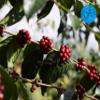 5lb Bulk Cascara | Dried Coffee Cherry Tea | Sustainably Sourced (Costa Rica) view 4