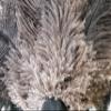 Royal Duster, Premium Genuine Ostrich Feather Duster 14 inch view 4