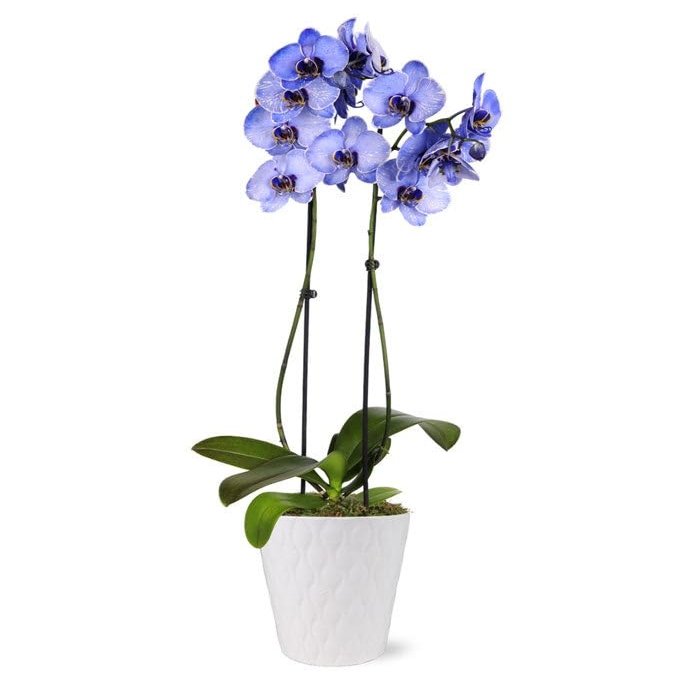 From You Flowers - Purple Mystique Orchid for Birthday, Anniversary, Get Well or Celebration