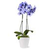 From You Flowers - Purple Mystique Orchid for Birthday, Anniversary, Get Well or Celebration view 1