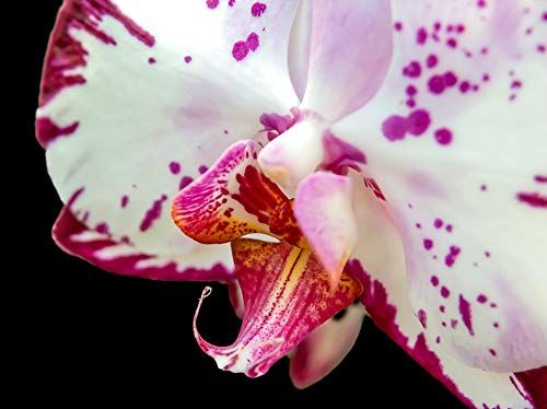 Home Comforts Orchid Blossom Phalaenopsis Flower Butterfly Orchid-20 Inch By 30 Inch Laminated Poster With Bright Colors And Vivid Imagery-Fits Perfectly In Many Attractive Frames