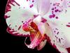 Home Comforts Orchid Blossom Phalaenopsis Flower Butterfly Orchid-20 Inch By 30 Inch Laminated Poster With Bright Colors And Vivid Imagery-Fits Perfectly In Many Attractive Frames view 1