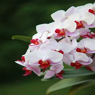 Home Comforts Orchid Floral Flora Blossom Flower Petal Spring-20 Inch By 30 Inch Laminated Poster With Bright Colors And Vivid Imagery-Fits Perfectly In Many Attractive Frames