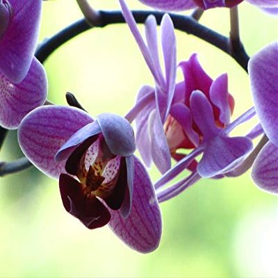 Violet Flowers Blossom Bloom Orchid Purple-20 Inch By 30 Inch Laminated Poster With Bright Colors And Vivid Imagery-Fits Perfectly In Many Attractive Frames