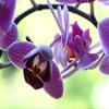 Violet Flowers Blossom Bloom Orchid Purple-20 Inch By 30 Inch Laminated Poster With Bright Colors And Vivid Imagery-Fits Perfectly In Many Attractive Frames view 1