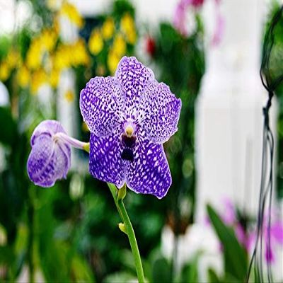 Blue Blossoms Purple Violet Flowers Orchids-20 Inch By 30 Inch Laminated Poster With Bright Colors And Vivid Imagery-Fits Perfectly In Many Attractive Frames