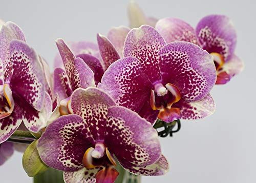 Home Comforts Purple Orchid Bloom Phalaenopsis Farbenpracht-20 Inch By 30 Inch Laminated Poster With Bright Colors And Vivid Imagery-Fits Perfectly In Many Attractive Frames