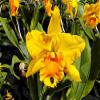 Home Comforts Flowers Cattleya Orchid Orchid Daffodil-20 Inch By 30 Inch Laminated Poster With Bright Colors And Vivid Imagery-Fits Perfectly In Many Attractive Frames view 1