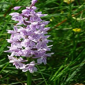 Home Comforts German Orchid Heath Spotted Orchid Small Flowers-20 Inch By 30 Inch Laminated Poster With Bright Colors And Vivid Imagery-Fits Perfectly In Many Attractive Frames