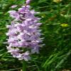 Home Comforts German Orchid Heath Spotted Orchid Small Flowers-20 Inch By 30 Inch Laminated Poster With Bright Colors And Vivid Imagery-Fits Perfectly In Many Attractive Frames view 1
