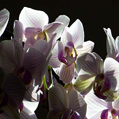 Home Comforts Pink Orchid Flower Butterfly Orchid Phalaenopsis-20 Inch By 30 Inch Laminated Poster With Bright Colors And Vivid Imagery-Fits Perfectly In Many Attractive Frames
