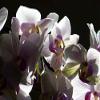 Home Comforts Pink Orchid Flower Butterfly Orchid Phalaenopsis-20 Inch By 30 Inch Laminated Poster With Bright Colors And Vivid Imagery-Fits Perfectly In Many Attractive Frames view 1