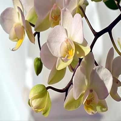 Home Comforts Orchid White Bloom Blossom White Orchid Flower-20 Inch By 30 Inch Laminated Poster With Bright Colors And Vivid Imagery-Fits Perfectly In Many Attractive Frames