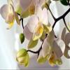 Home Comforts Orchid White Bloom Blossom White Orchid Flower-20 Inch By 30 Inch Laminated Poster With Bright Colors And Vivid Imagery-Fits Perfectly In Many Attractive Frames view 1