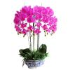 Artificial Orchid Bonsai with Ceramics Vase, Feel PU Real Touch Flowers Phalaenopsis Bonsai for Table Office Home Party Decoration view 1