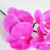 Artificial Orchid Bonsai with Ceramics Vase, Feel PU Real Touch Flowers Phalaenopsis Bonsai for Table Office Home Party Decoration view 3