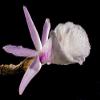 Home Comforts Orchid White Violet Blossom Wild Orchid Bloom-20 Inch By 30 Inch Laminated Poster With Bright Colors And Vivid Imagery-Fits Perfectly In Many Attractive Frames view 1