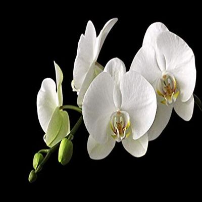 Home Comforts Orchid Orchid Meadow Bloom Blossom White-20 Inch By 30 Inch Laminated Poster With Bright Colors And Vivid Imagery-Fits Perfectly In Many Attractive Frames